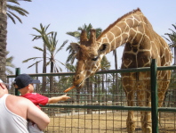 Giraffe Image